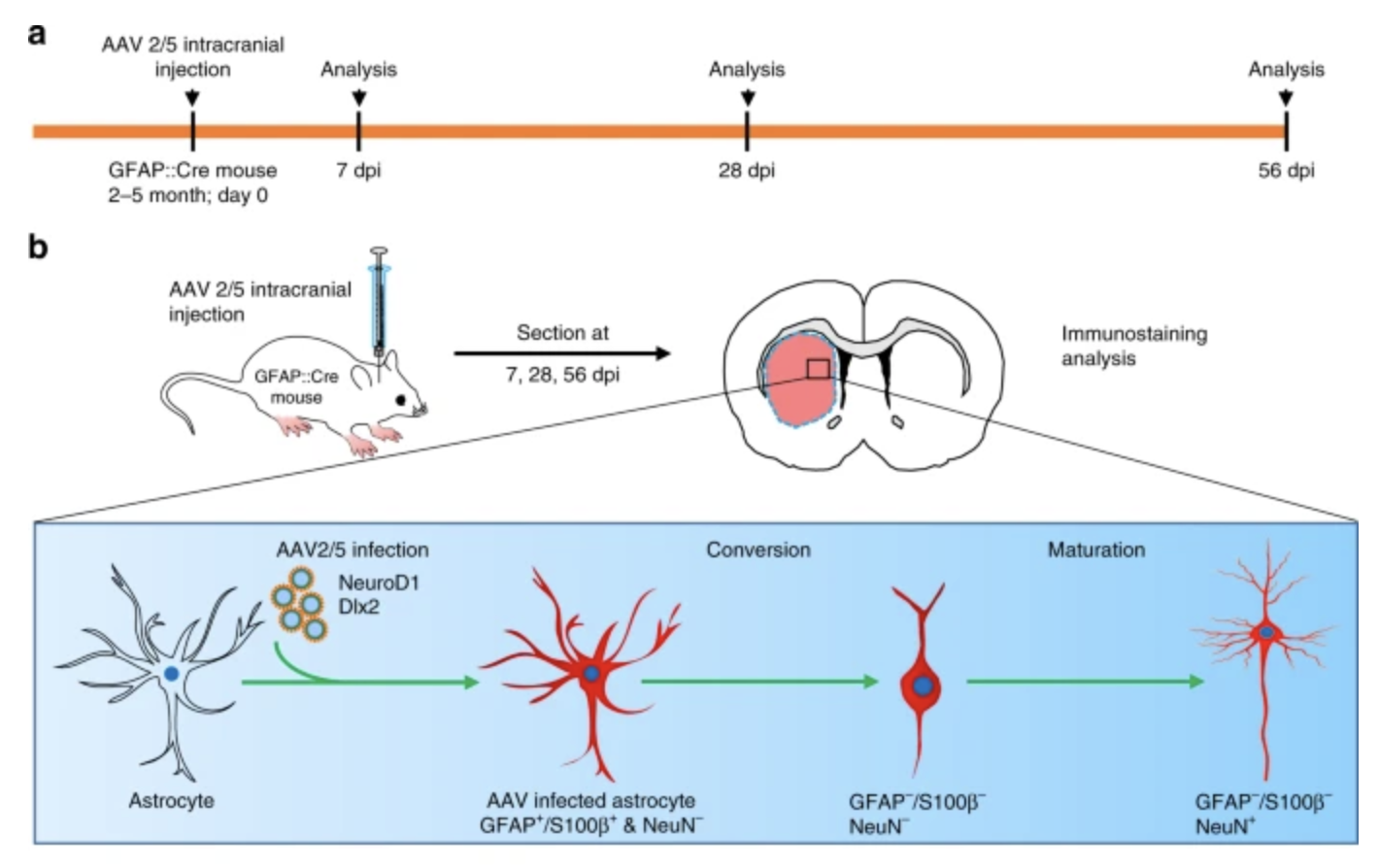 Nat Commun. 2020 Feb 27; 11: 1105. doi:10.1038/s41467-020-14855-3